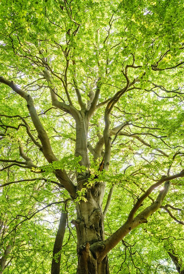 Élagage : conseils pour bien entretenir vos arbres et haies