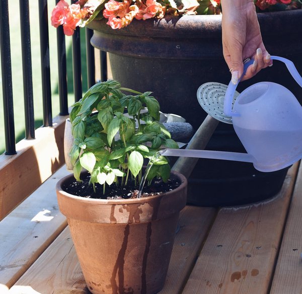 Comment économiser l'eau dans un jardin balcon ?