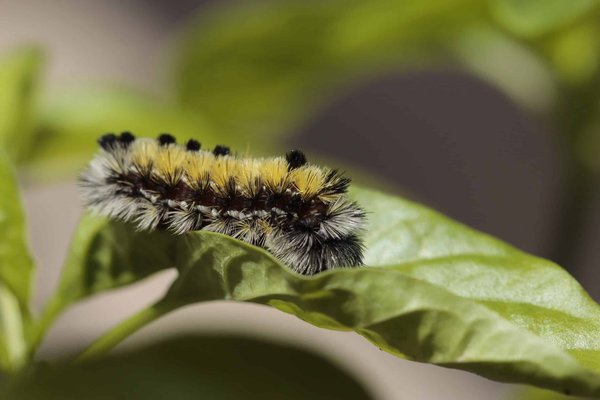 Stratégies de survie de la chenille processionnaire du pin : Un regard sur sa biologie